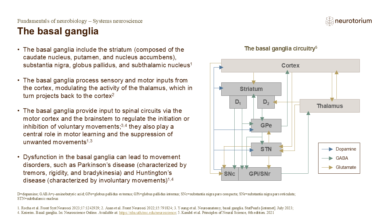 Slide explaining basal ganglia circuitry showing connections between cortex, striatum, thalamus, and midbrain in movement regulation.