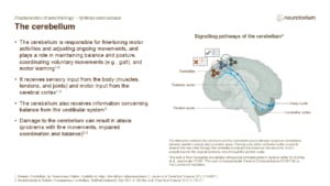 Cerebellar signalling pathways linking cortex, thalamus, and brainstem, showing its role in coordinating movement and balance.