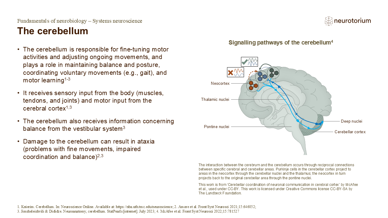 Cerebellar signalling pathways linking cortex, thalamus, and brainstem, showing its role in coordinating movement and balance.