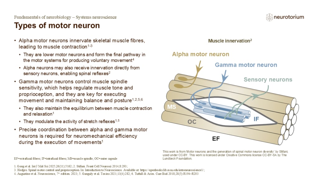 Alpha and gamma motor neurons innervating muscle fibres and spindles, with sensory neurons regulating contraction and proprioception.