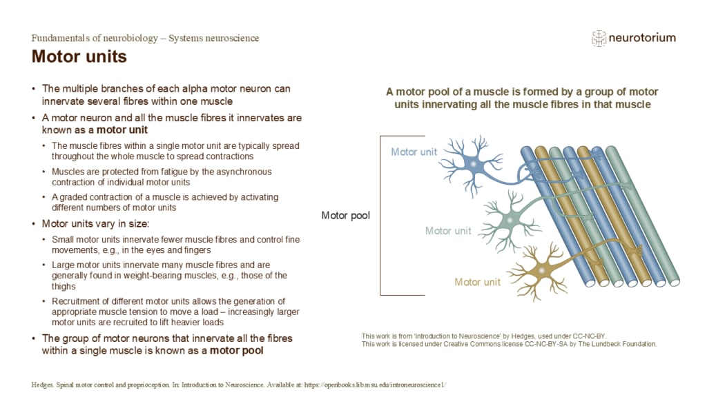 Slide of motor units showing one motor neuron innervating multiple muscle fibres, and grouping of units into a motor pool.