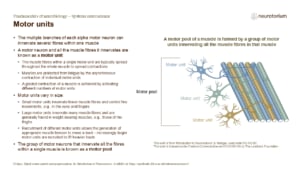 Slide of motor units showing one motor neuron innervating multiple muscle fibres, and grouping of units into a motor pool.