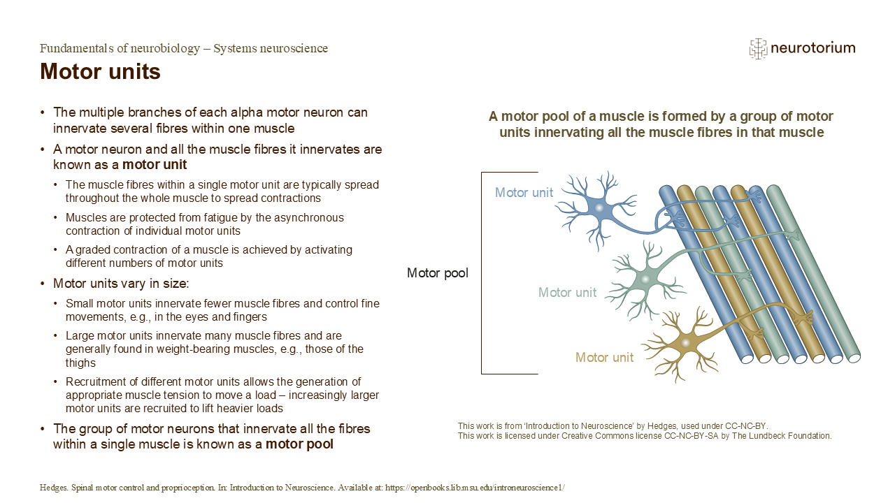 Slide of motor units showing one motor neuron innervating multiple muscle fibres, and grouping of units into a motor pool.