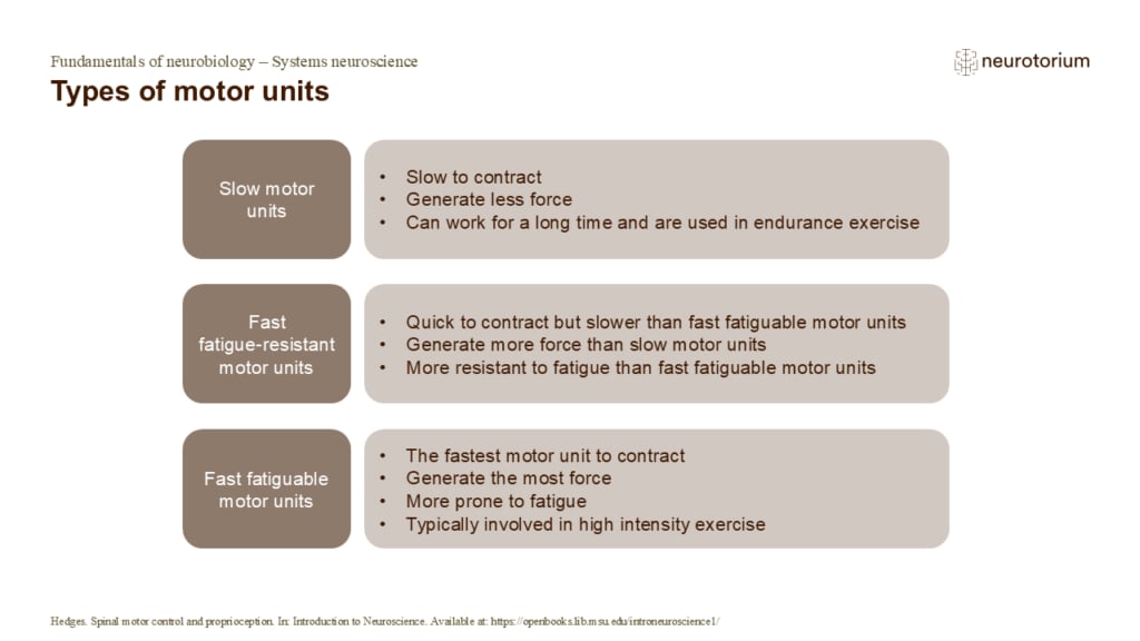 Slide of motor unit types: slow, fast fatigue-resistant, and fast fatigable, with differences in contraction speed, force, and fatigue.