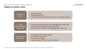 Slide of motor unit types: slow, fast fatigue-resistant, and fast fatigable, with differences in contraction speed, force, and fatigue.