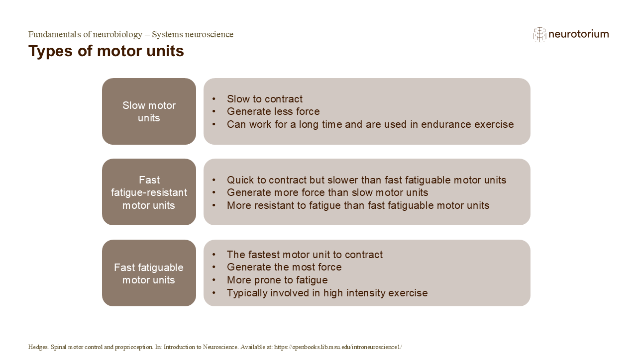 Slide of motor unit types: slow, fast fatigue-resistant, and fast fatigable, with differences in contraction speed, force, and fatigue.