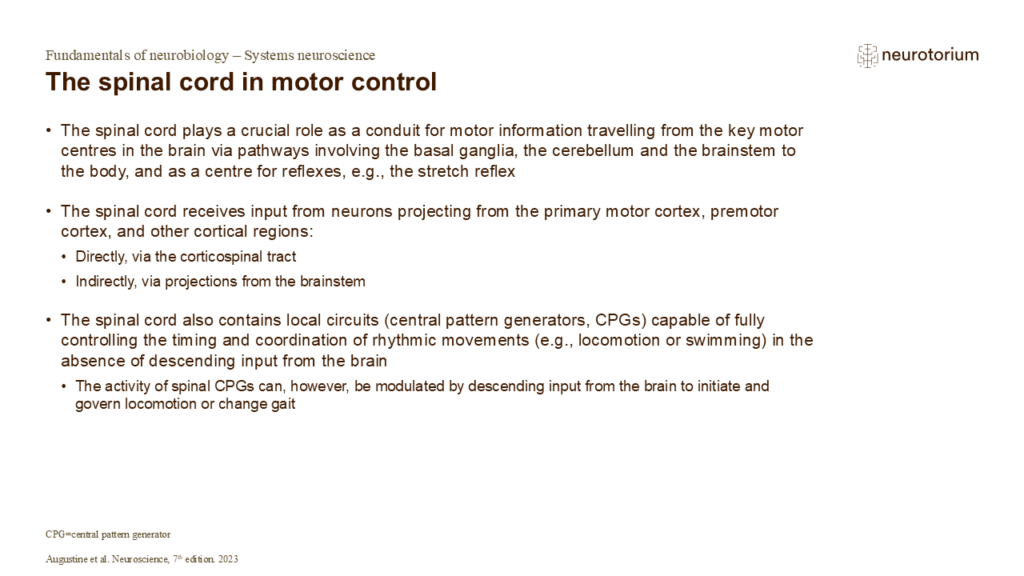 Slide on spinal cord role in motor control, including descending input, reflexes, and central pattern generators for rhythmic movement.