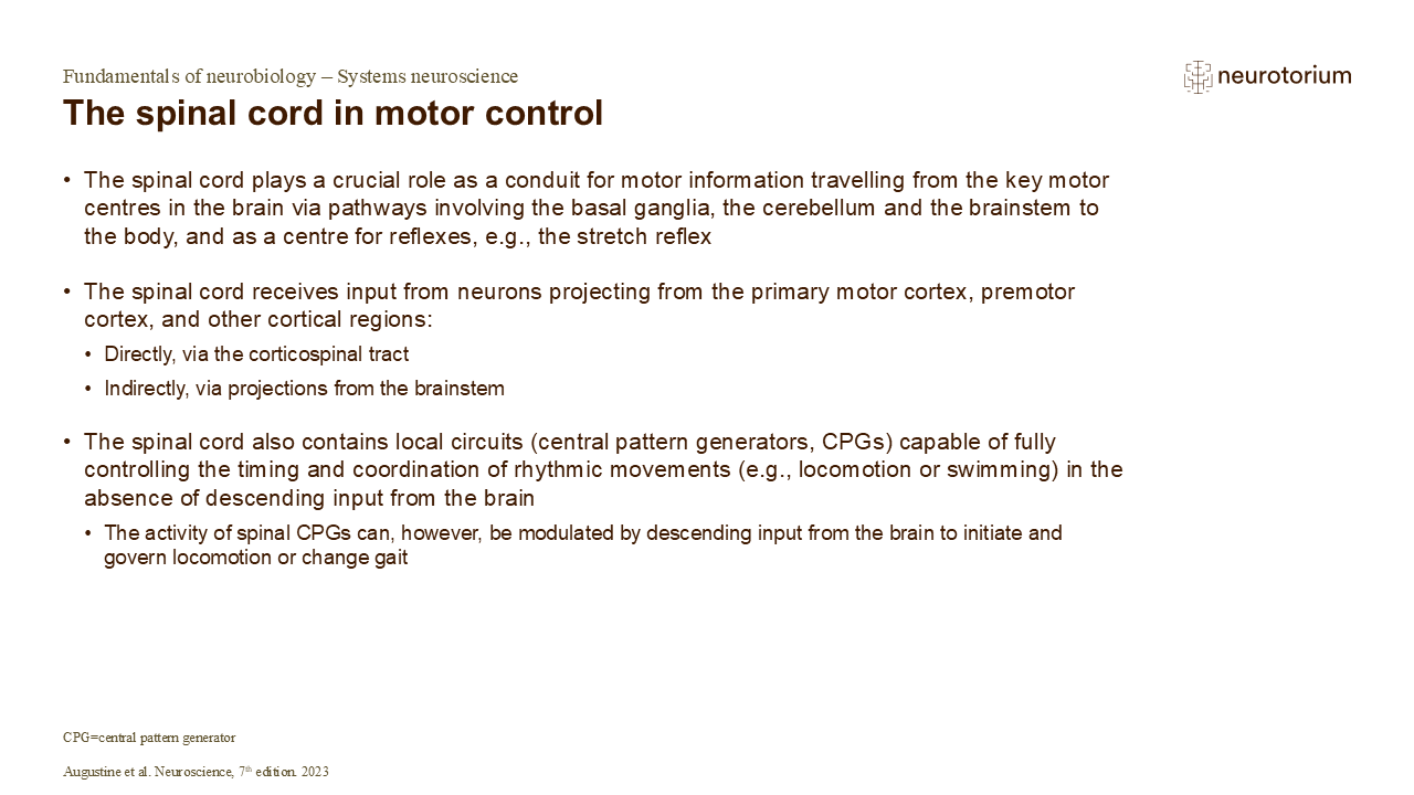 Slide on spinal cord role in motor control, including descending input, reflexes, and central pattern generators for rhythmic movement.