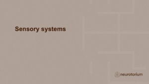Slide introducing sensory systems as part of the Fundamentals of Neuroscience slide deck