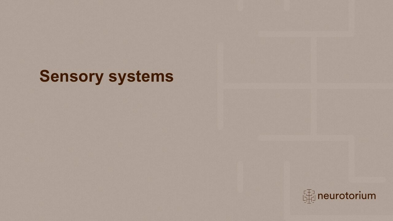 Slide introducing sensory systems as part of the Fundamentals of Neuroscience slide deck