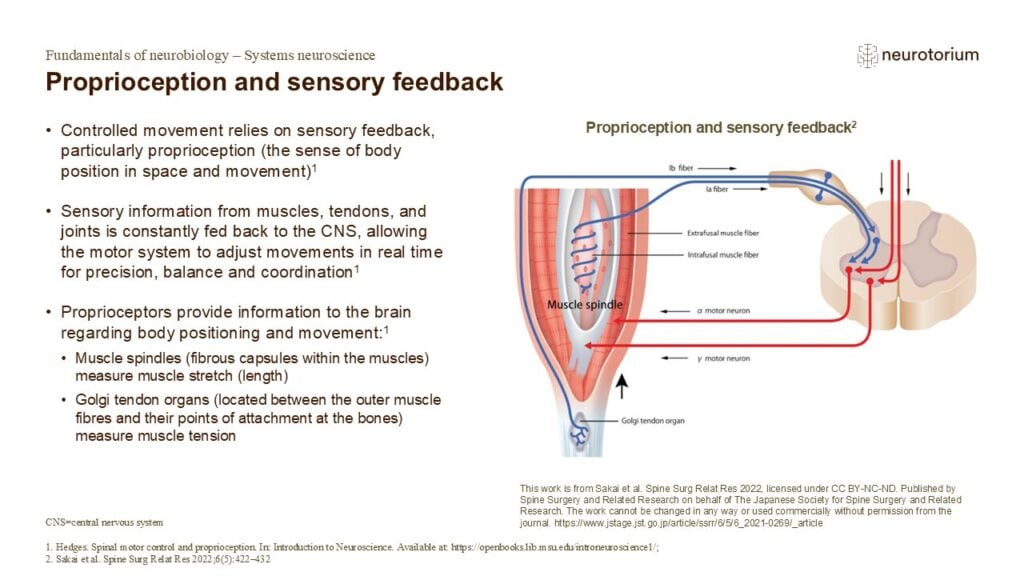 Slide of proprioception showing muscle spindles and Golgi tendon organs sending sensory feedback to spinal cord and motor neurons.