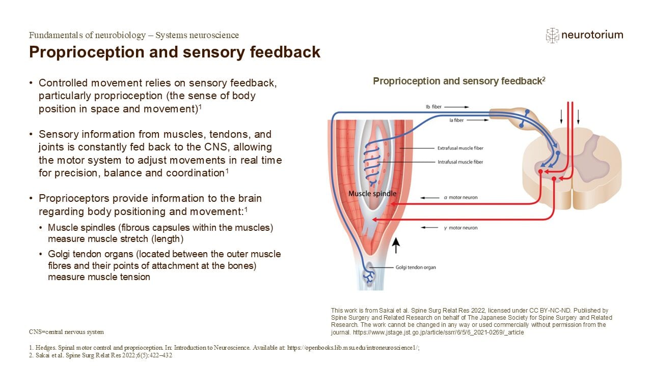 Slide of proprioception showing muscle spindles and Golgi tendon organs sending sensory feedback to spinal cord and motor neurons.