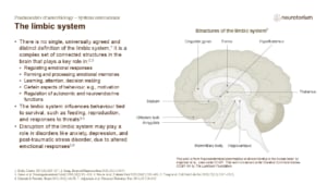 Slide explaining the limbic system structures including hippocampus, amygdala, hypothalamus, and cingulate gyrus involved in emotion and memory.