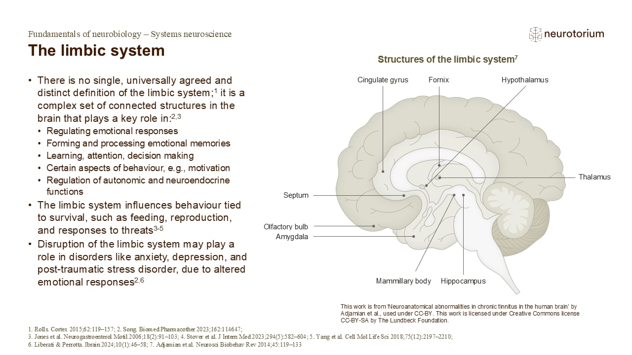 Slide explaining the limbic system structures including hippocampus, amygdala, hypothalamus, and cingulate gyrus involved in emotion and memory.