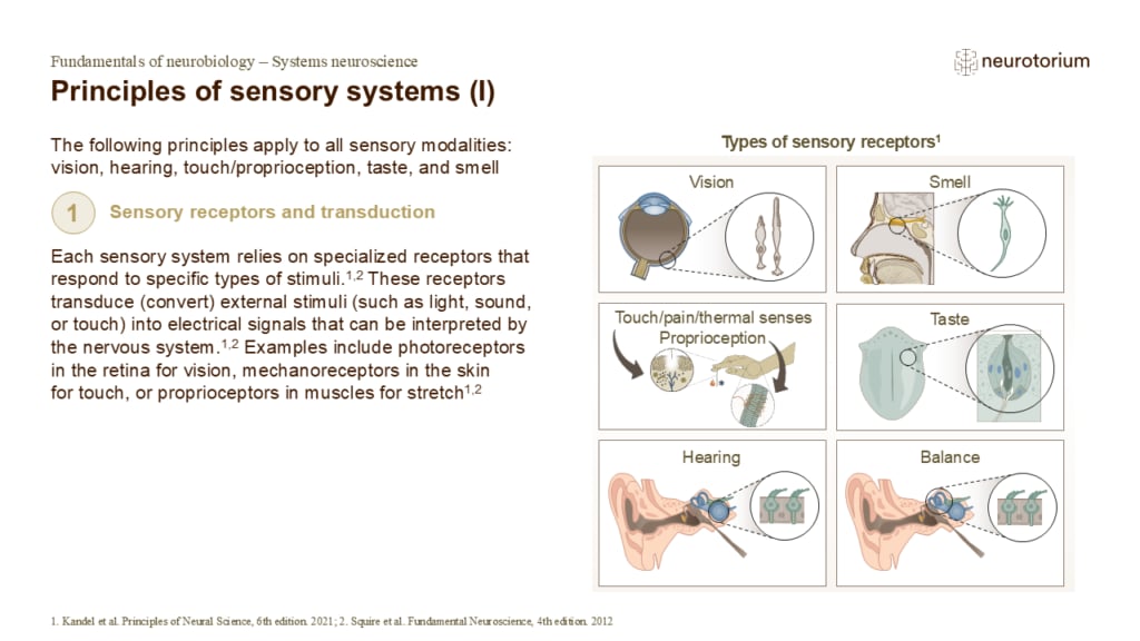 Image showing sensory receptors converting stimuli (chemical, thermal, mechanical, light) into neural signals, highlighting receptor specificity.