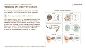 Image showing sensory receptors converting stimuli (chemical, thermal, mechanical, light) into neural signals, highlighting receptor specificity.