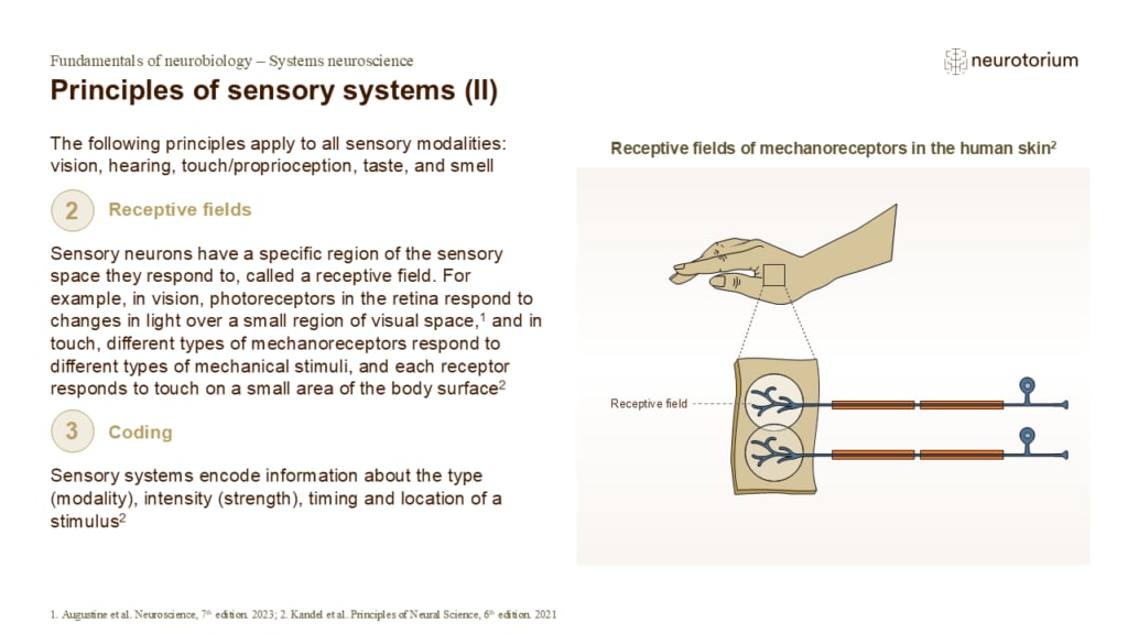 Diagram of receptive fields showing how overlapping neuron inputs improve sensory perception and how receptor density affects spatial resolution.