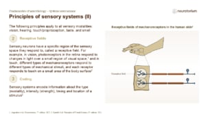 Diagram of receptive fields showing how overlapping neuron inputs improve sensory perception and how receptor density affects spatial resolution.