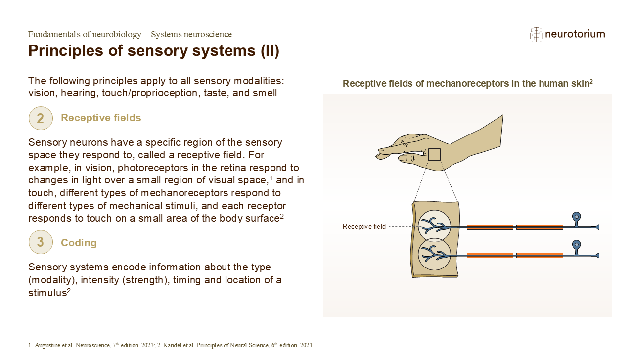 Diagram of receptive fields showing how overlapping neuron inputs improve sensory perception and how receptor density affects spatial resolution.