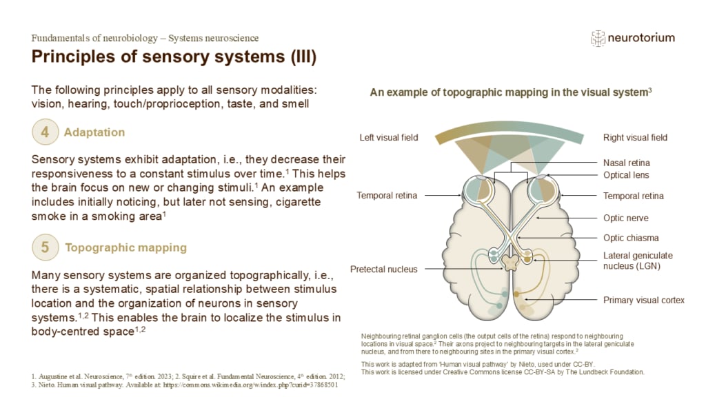 Diagram showing sensory adaptation and topographic mapping, with reduced response to constant stimuli and spatial organization of sensory inputs.