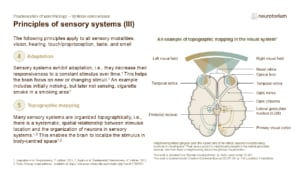 Diagram showing sensory adaptation and topographic mapping, with reduced response to constant stimuli and spatial organization of sensory inputs.