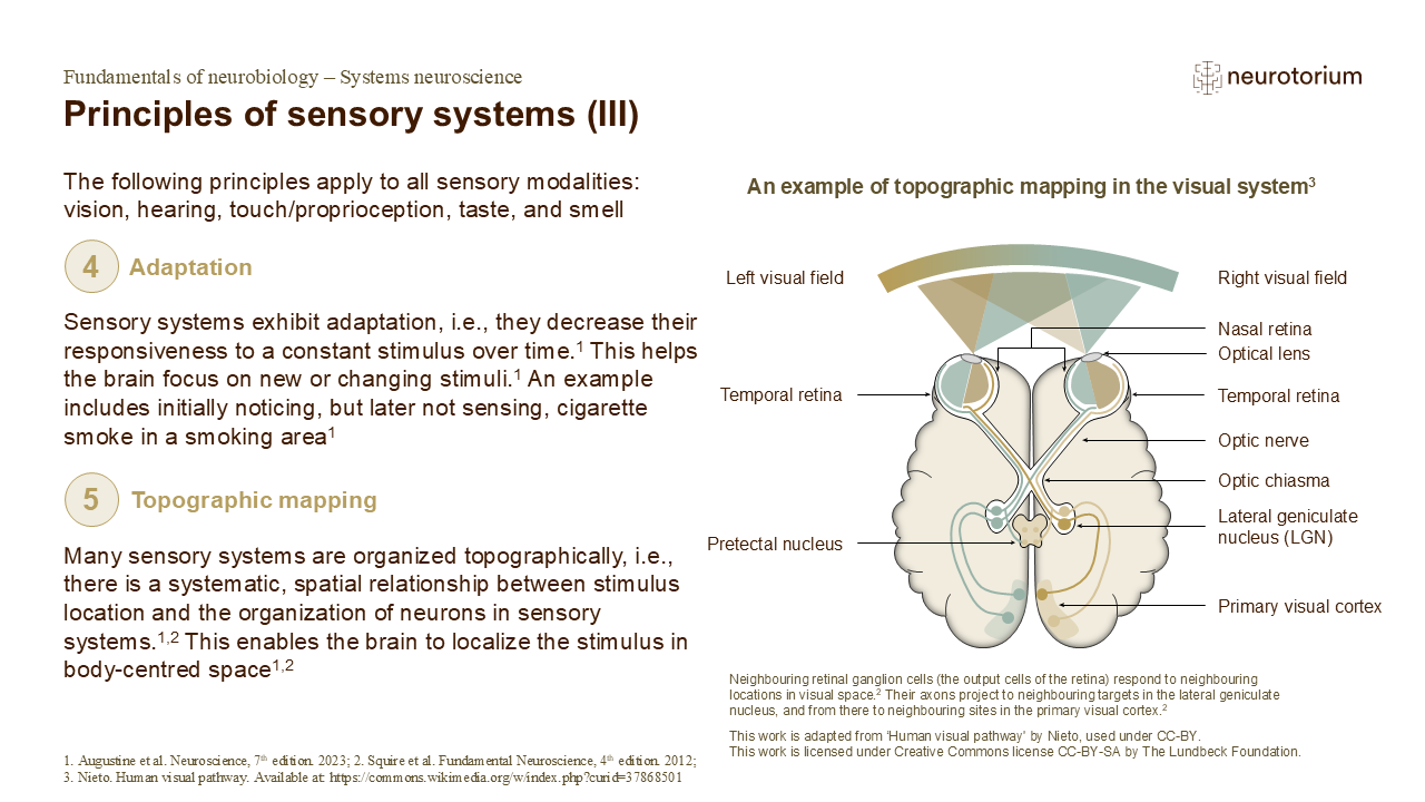 Diagram showing sensory adaptation and topographic mapping, with reduced response to constant stimuli and spatial organization of sensory inputs.