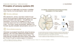 Diagram showing sensory pathways and hierarchical processing, with signals moving from receptors to cortex and increasing complexity across levels.