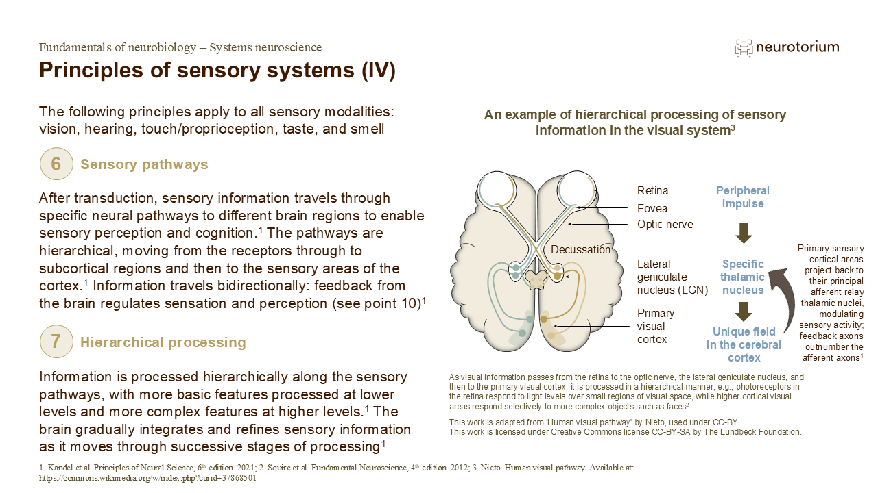 Diagram showing sensory pathways and hierarchical processing, with signals moving from receptors to cortex and increasing complexity across levels.