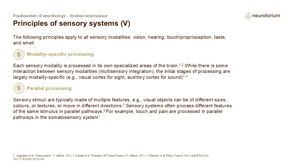 Image showing modality-specific and parallel sensory processing, with different brain areas handling distinct features simultaneously.
