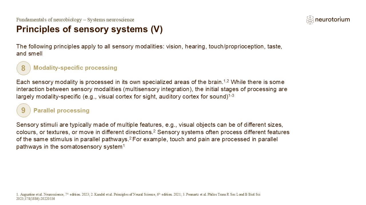 Image showing modality-specific and parallel sensory processing, with different brain areas handling distinct features simultaneously.