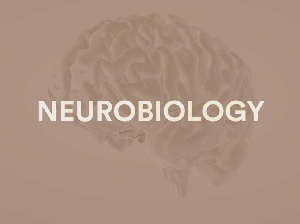 Title image for fundamentals of neurobiology