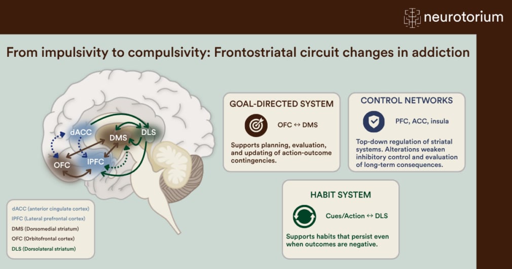 Image showing the frontostriatal circuit changes in addiction