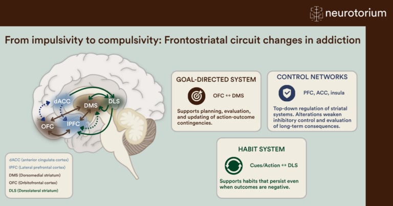 Image showing the frontostriatal circuit changes in addiction