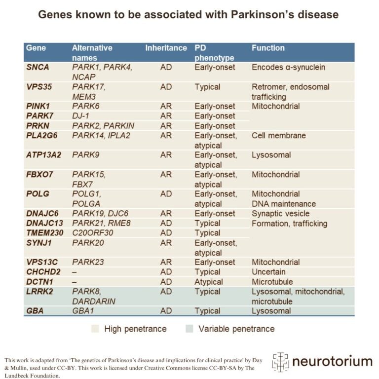 Table showing genes linked to Parkinson’s disease, with inheritance patterns, clinical phenotypes, and gene functions like mitochondrial or lysosomal roles.