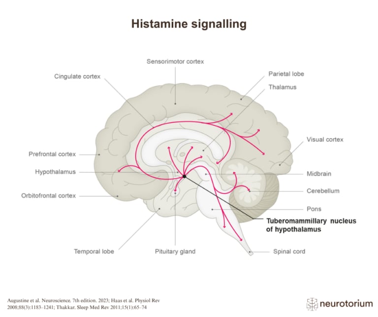 Histamine signalling in the human brain, sagittal plane