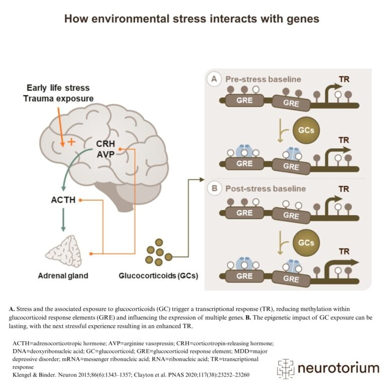 Image showing how environmental stress influences gene expression through glucocorticoid signalling and stress-response pathways