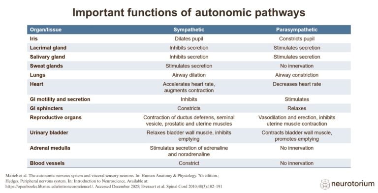 Important functions of autonomic pathways