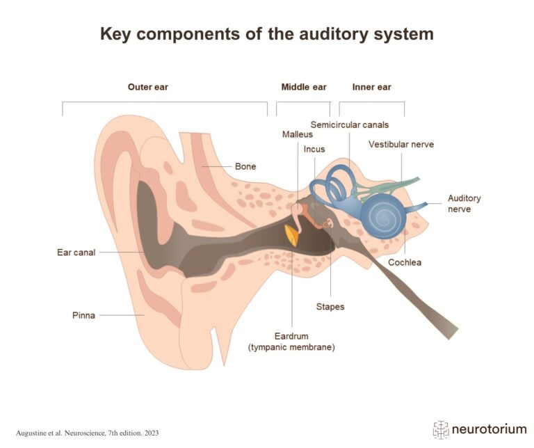 auditory system
