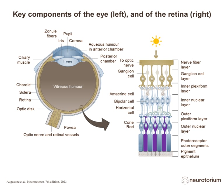 Diagram of eye anatomy and retinal layers, showing photoreceptors, neurons, and the optic nerve.