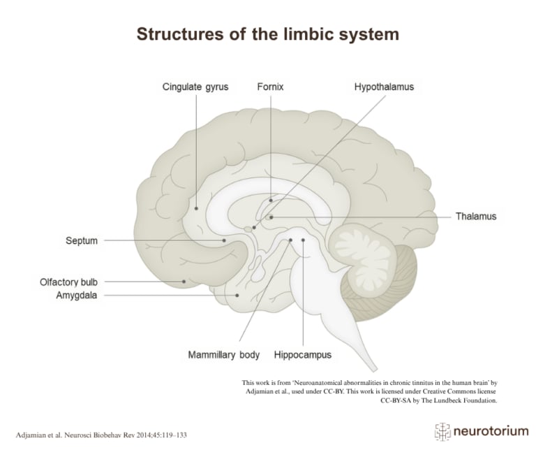 Limbic system structures of the human brain