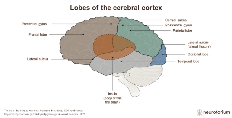 Image of the cerebral cortex showing the frontal, parietal, temporal, occipital, and insular lobes