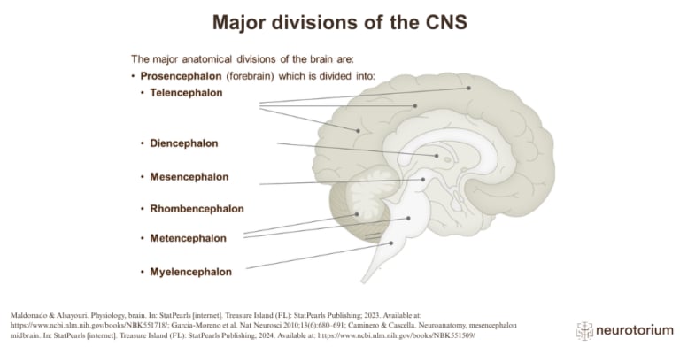 Diagram showing the major anatomical divisions of the brain in a mid-sagittal section.