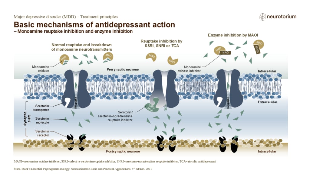 Basic mechanisms of antidepressant action