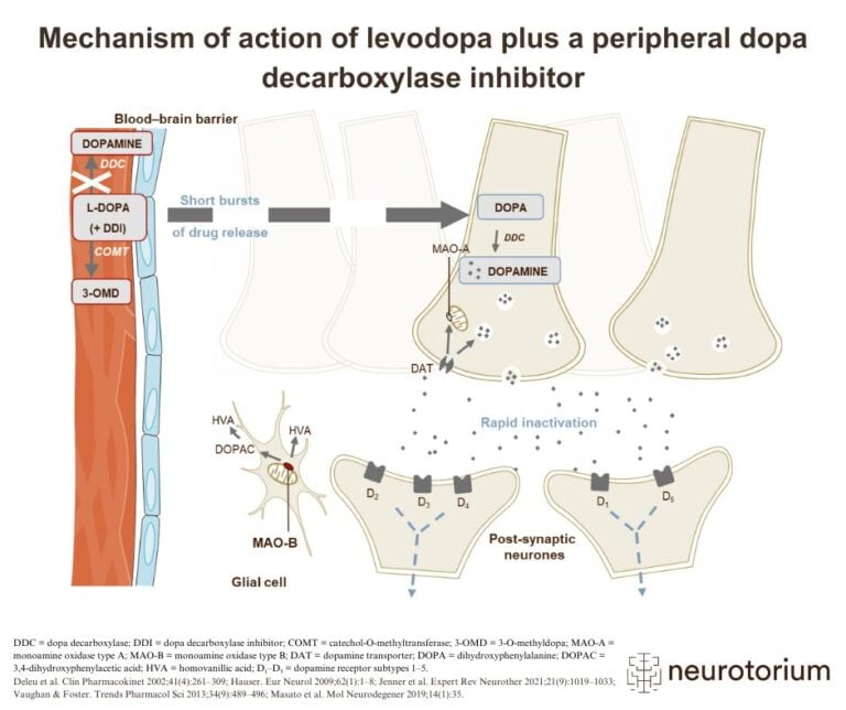 Diagram showing how levodopa crosses the blood-brain barrier and is converted to dopamine in the brain, supported by peripheral DDC inhibition.