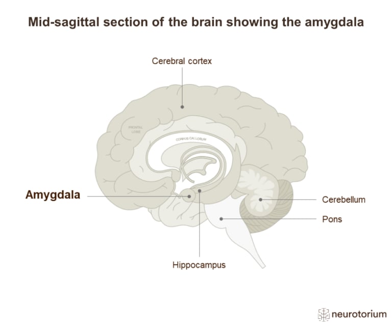 Mid-sagittal diagram of the brain highlighting the amygdala within the medial temporal region