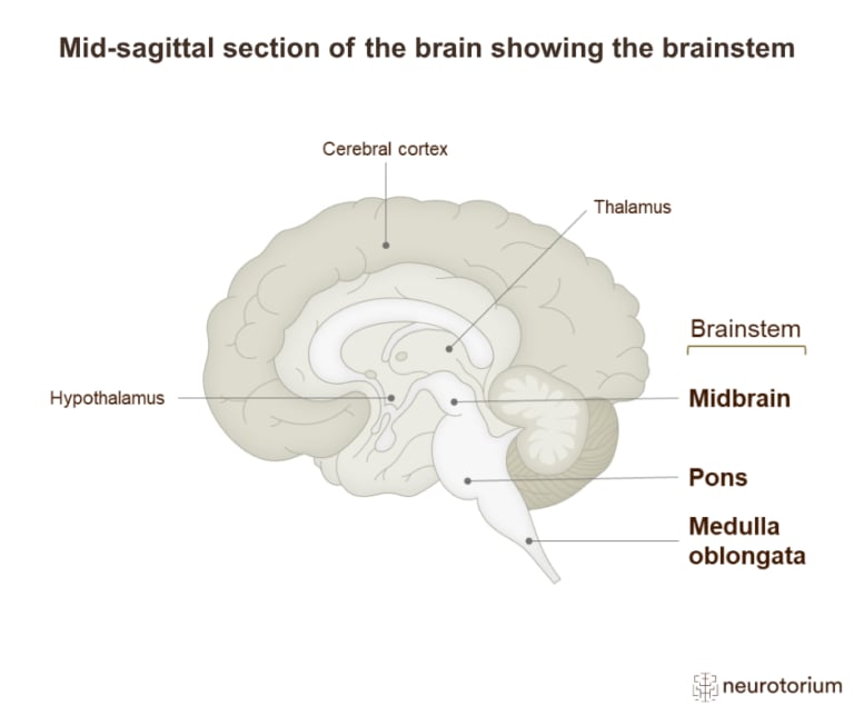 Mid-sagittal diagram of the brain highlighting the brainstem and its major parts: the midbrain, pons, and medulla oblongata