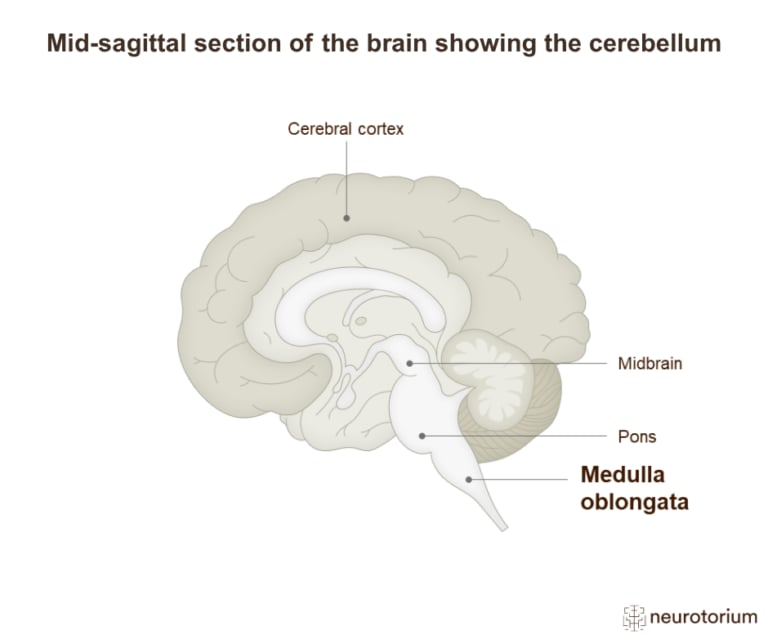 Image depicting a section of the brain showing the cerebellum.