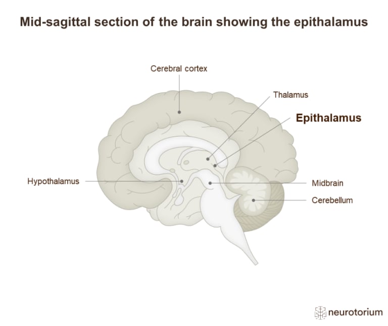 Mid-sagittal diagram of the brain highlighting the epithalamus near the thalamus
