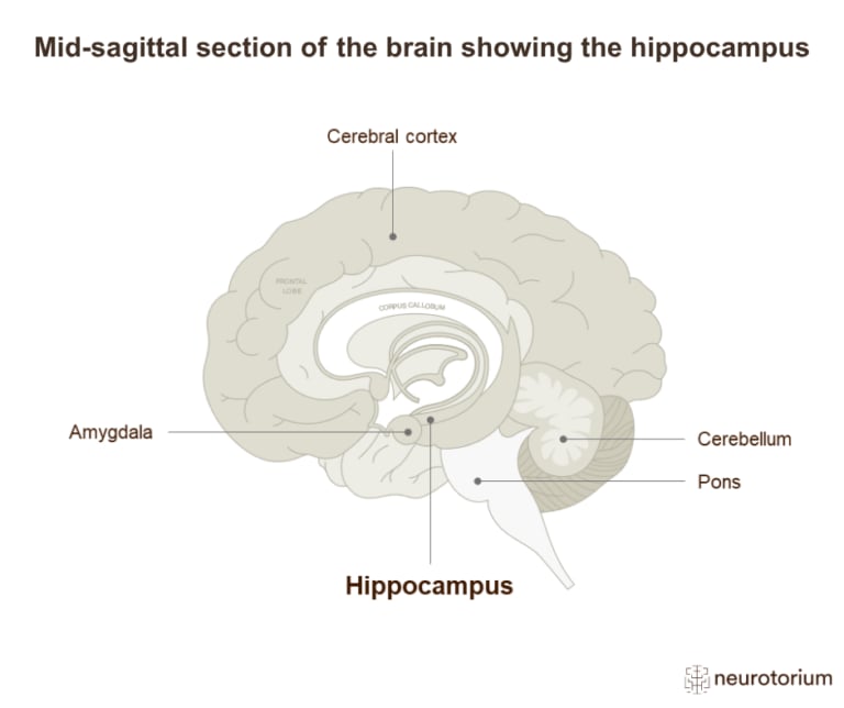 Mid-sagittal diagram of the brain highlighting the hippocampus within the medial temporal lobe