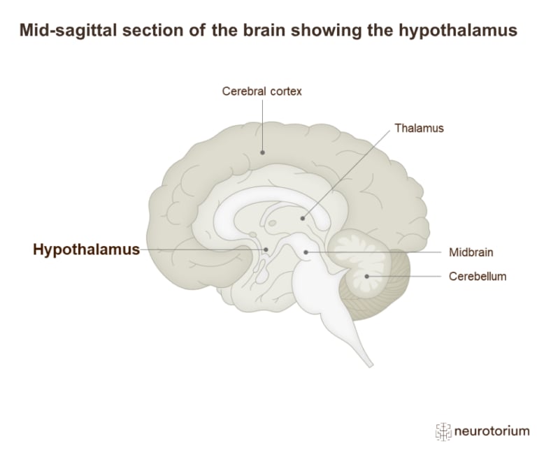 Mid-sagittal diagram of the brain highlighting the hypothalamus beneath the thalamus.